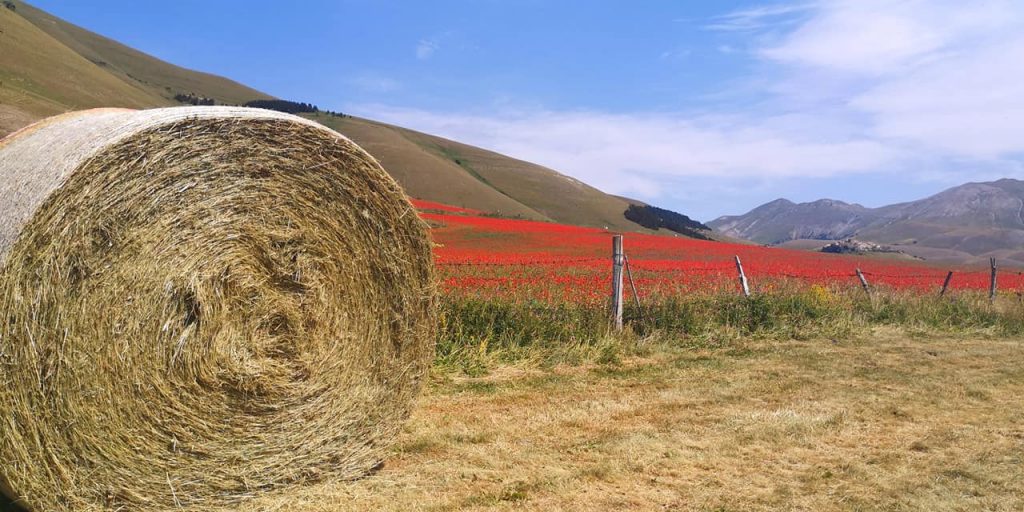 Fioritura di Castelluccio fine giugno 2021 - Foto Tatiana Marras