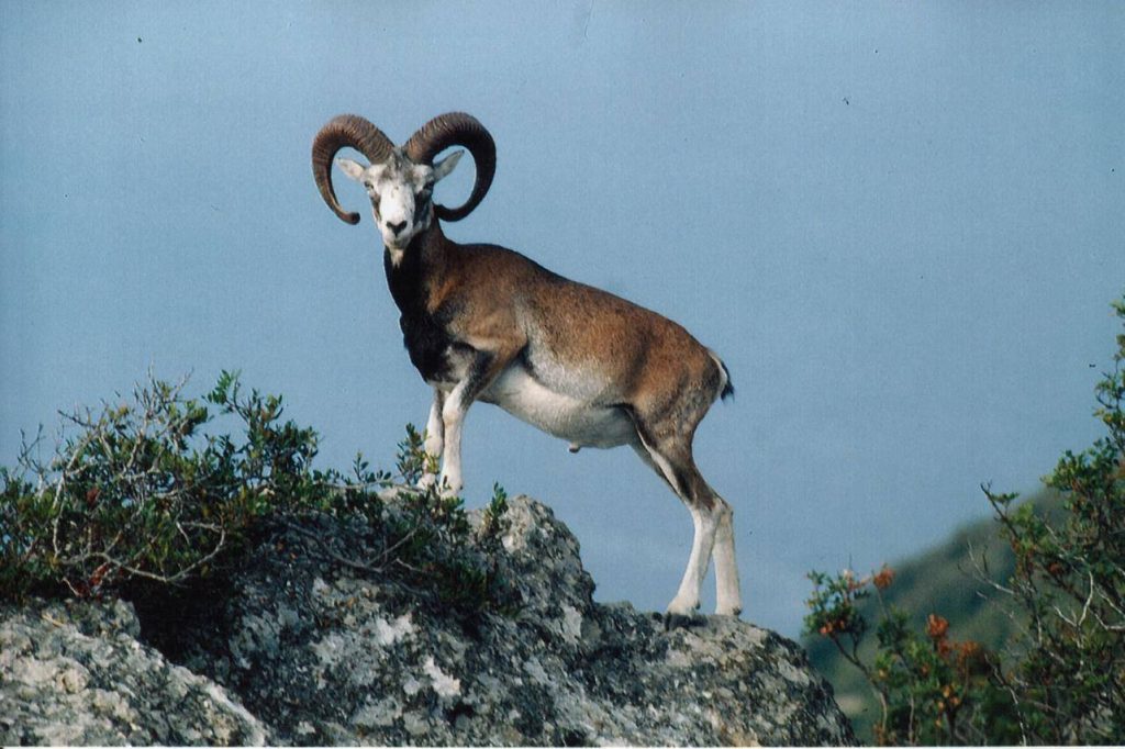 Il re dei Mufloni di Zannone - Foto FB Piero Vigorelli
