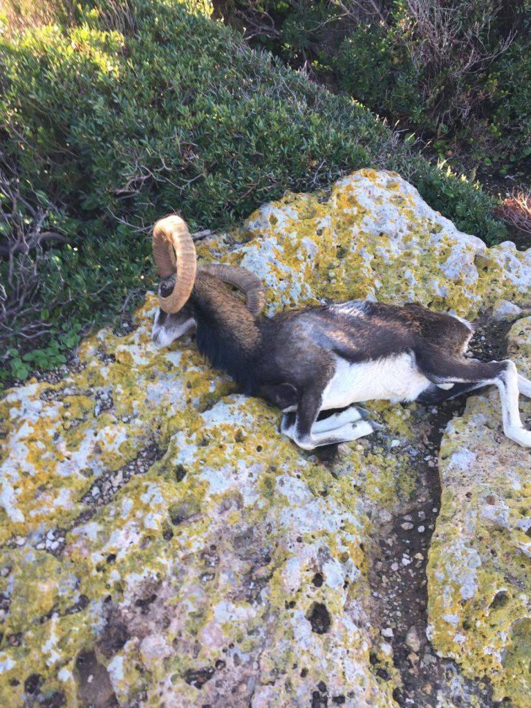 La morte del re dei Mufloni di Zannone - Foto FB Piero Vigorelli