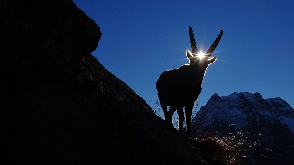 Ph. Mirco Bonacorsi - Foto FB Stambeccoorobie