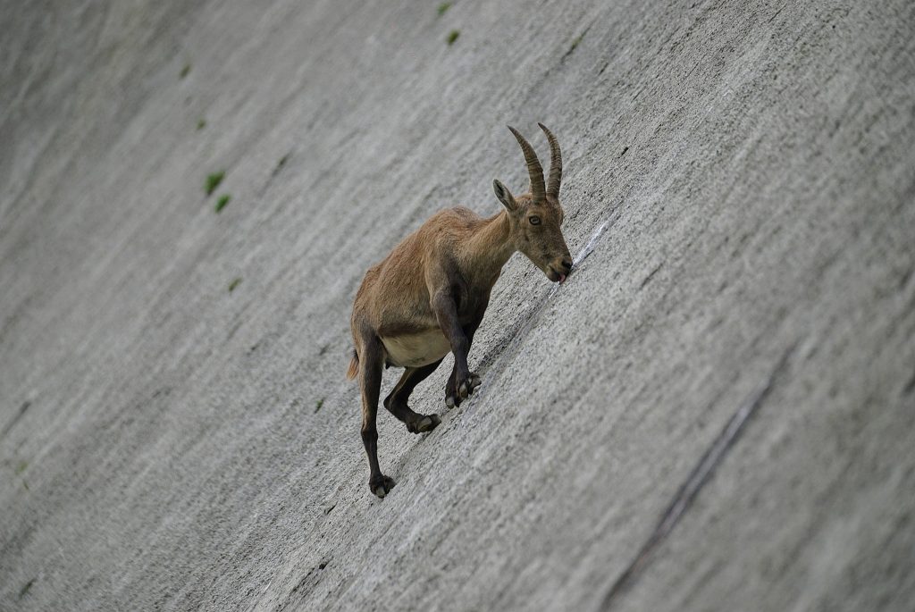 Ph. Maurizio Barzasi - Foto FB Stambeccoorobie