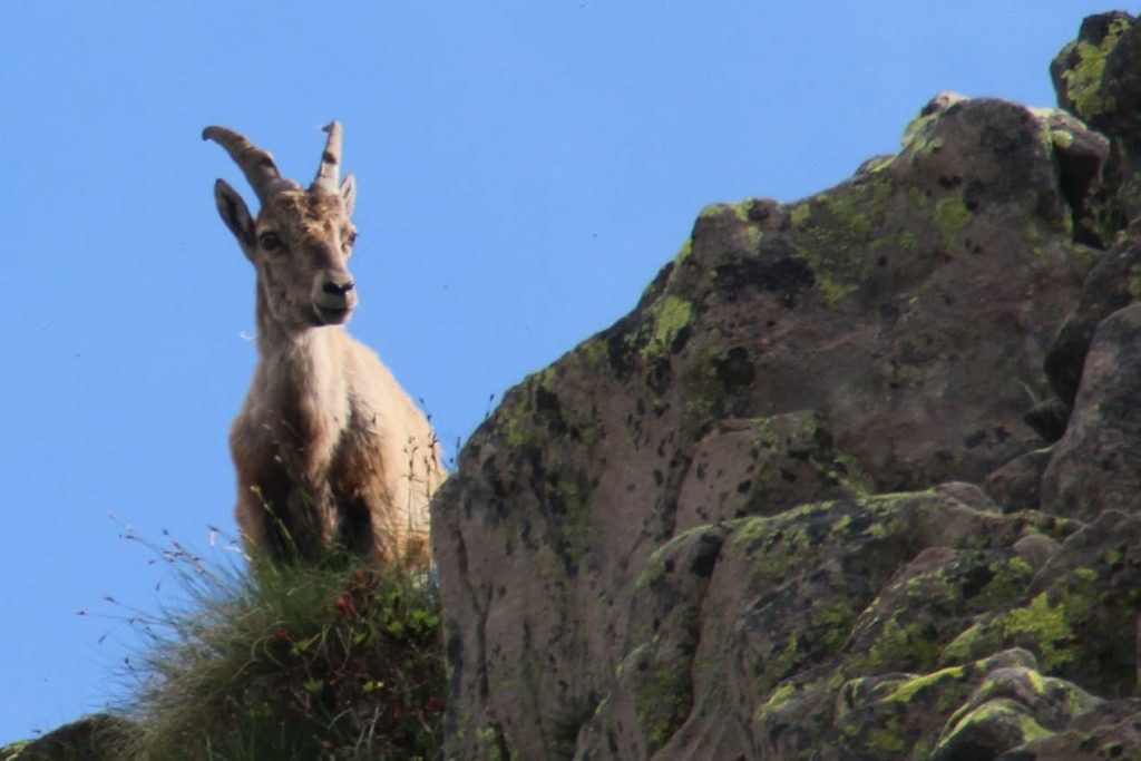 Ph. Daniele Milesi - Foto FB Stambeccoorobie