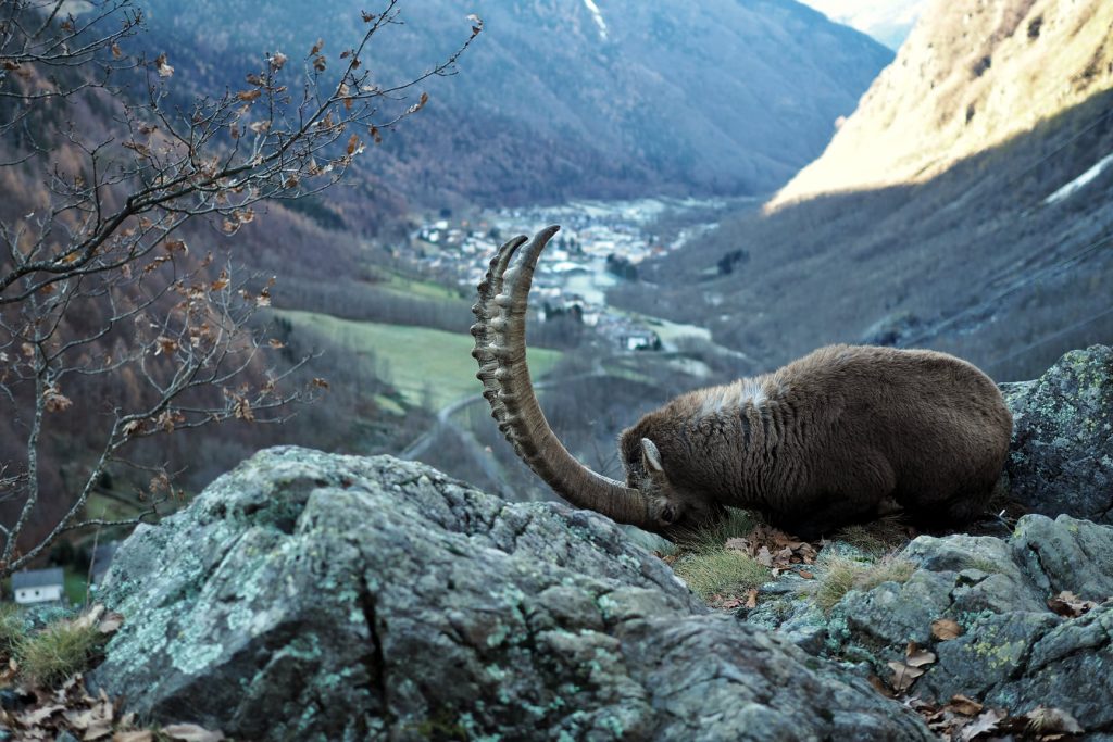 Ph. Maurizio Gandelli - Foto FB Stambeccoorobie