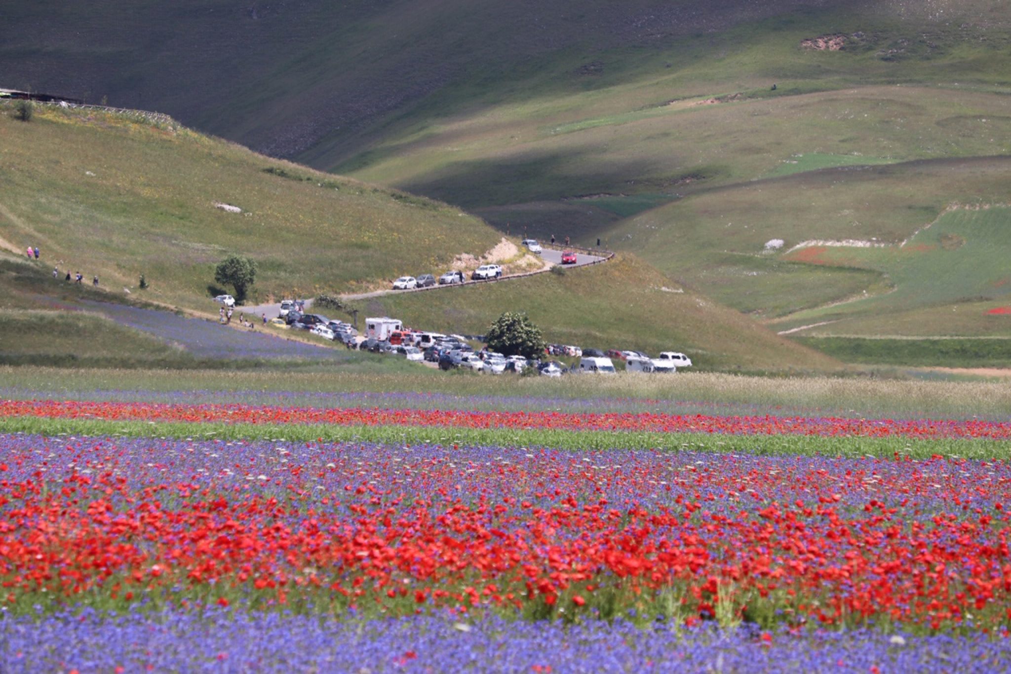 Regole e divieti per vedere la fioritura di Castelluccio di Norcia Montagna.TV Regole e divieti per vedere la fioritura di Castelluccio di Norcia Montagna.TV