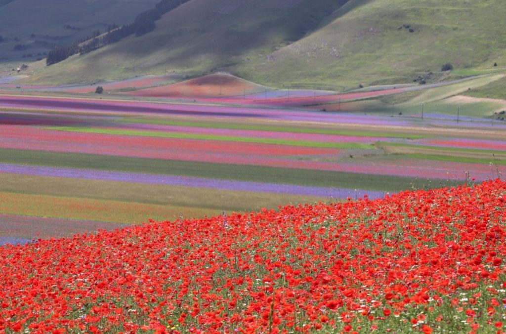 fioritura, castelluccio di norcia