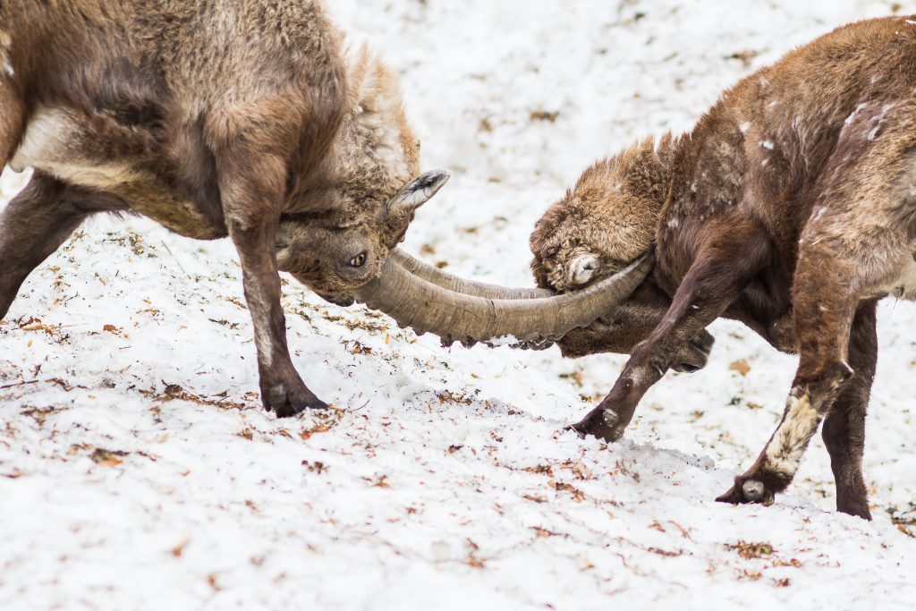 Foto di Dario Bonzi vincitrice della prima edizione del contest Stambeccoorobie 2017