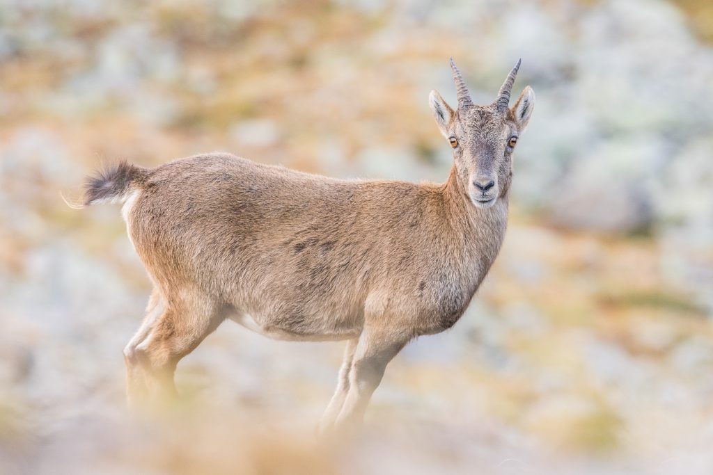 Femmina adulta di stambecco - 2019 - Foto Dario Bonzi