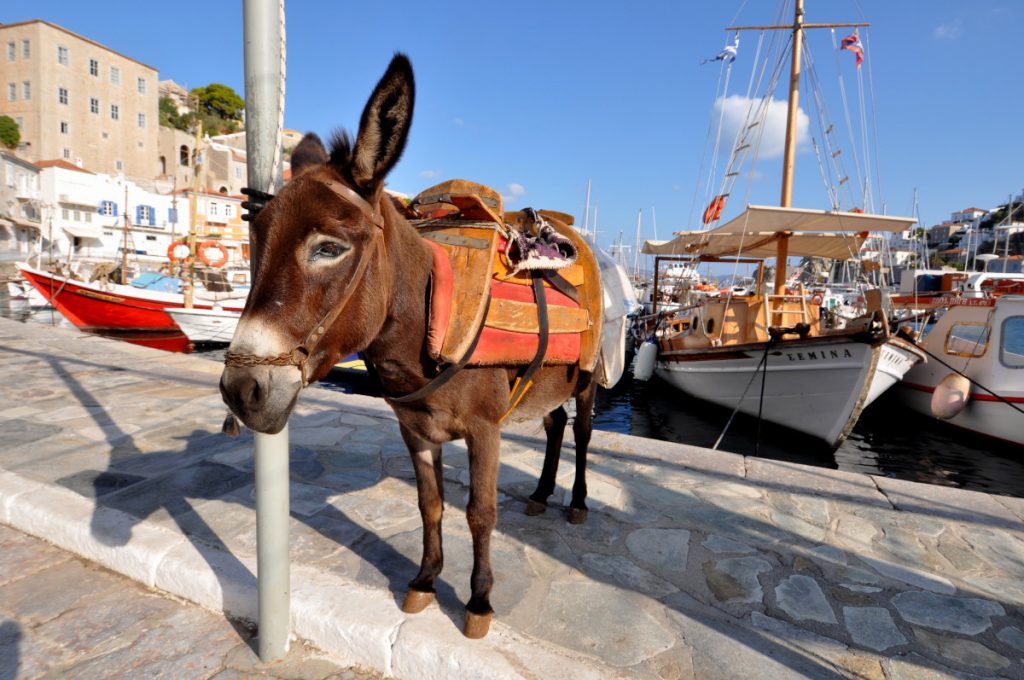 Hydra, un asino nel porto