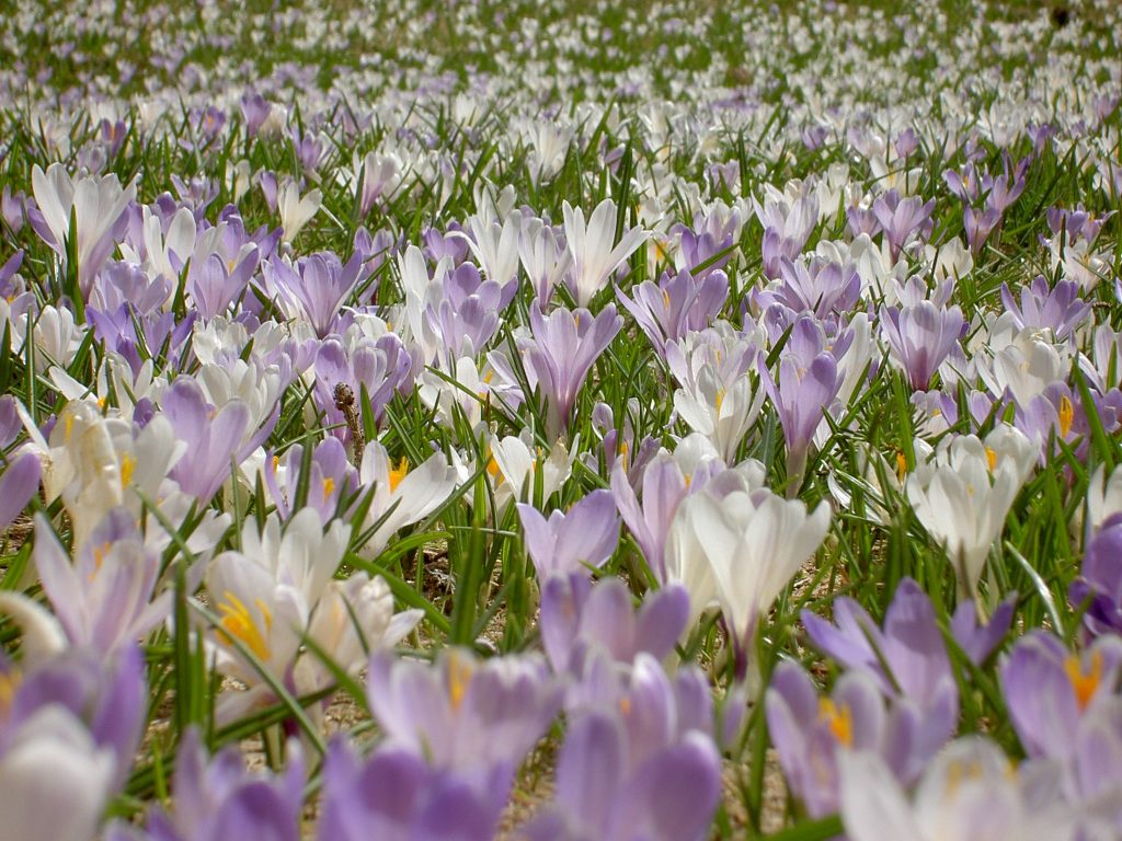 Fioritura di crochi -Foto FB Parco Naturale Adamello Brenta Geopark