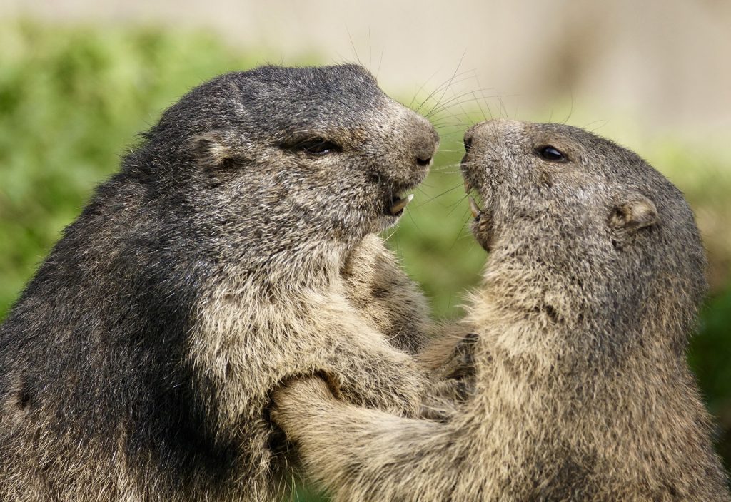 Marmotte - Foto suju-foto @Pixabay