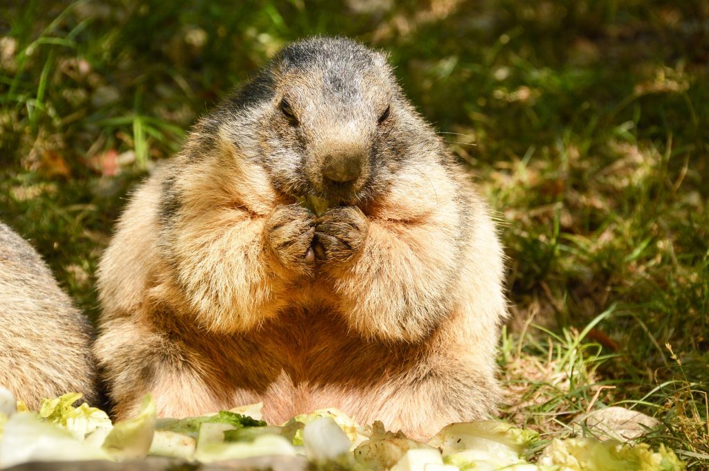 Marmotta - Foto Lin Animalart @Pixabay