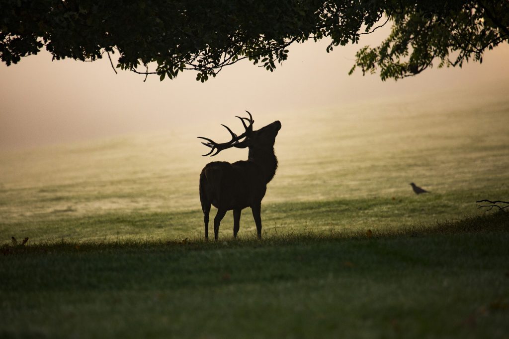 Cervo nella nebbia - Foto Diana Parkhouse @Pixabay