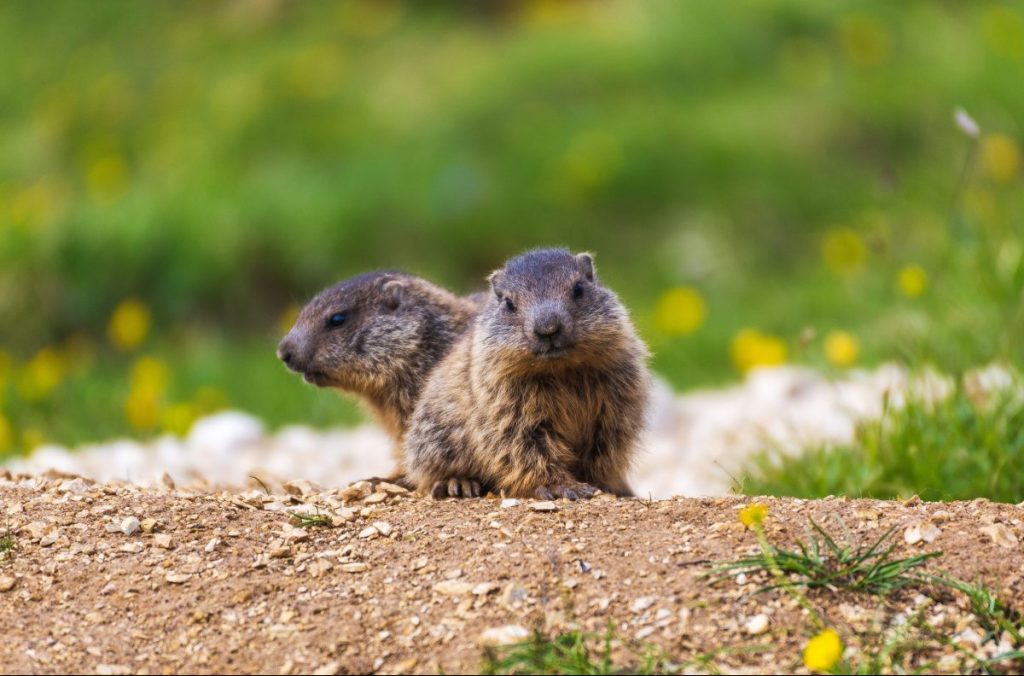 marmotta, fauna selvatica