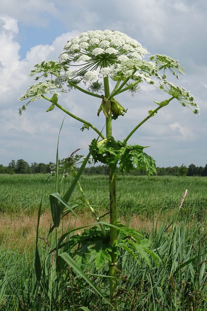 Foto Wikimedia Commons @Gouwenaar