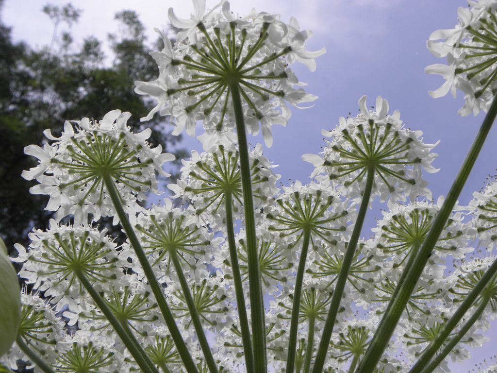 Foto Wikimedia Commons @Rob Hille