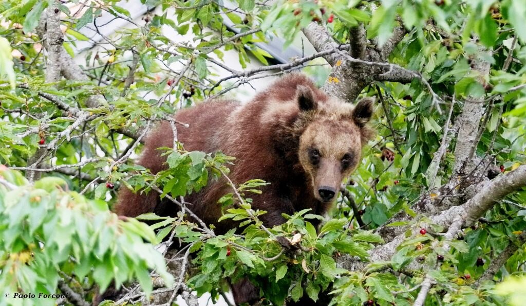 Amarena su un ciliegio, giugno 2021, foto Paolo Forconi