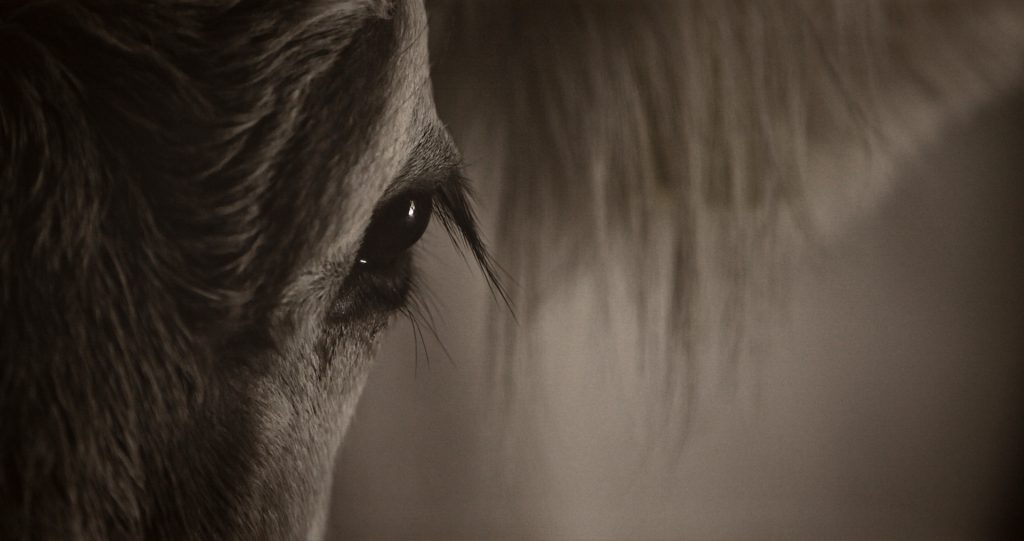 Anche stanotte le mucche dormiranno sul tetto