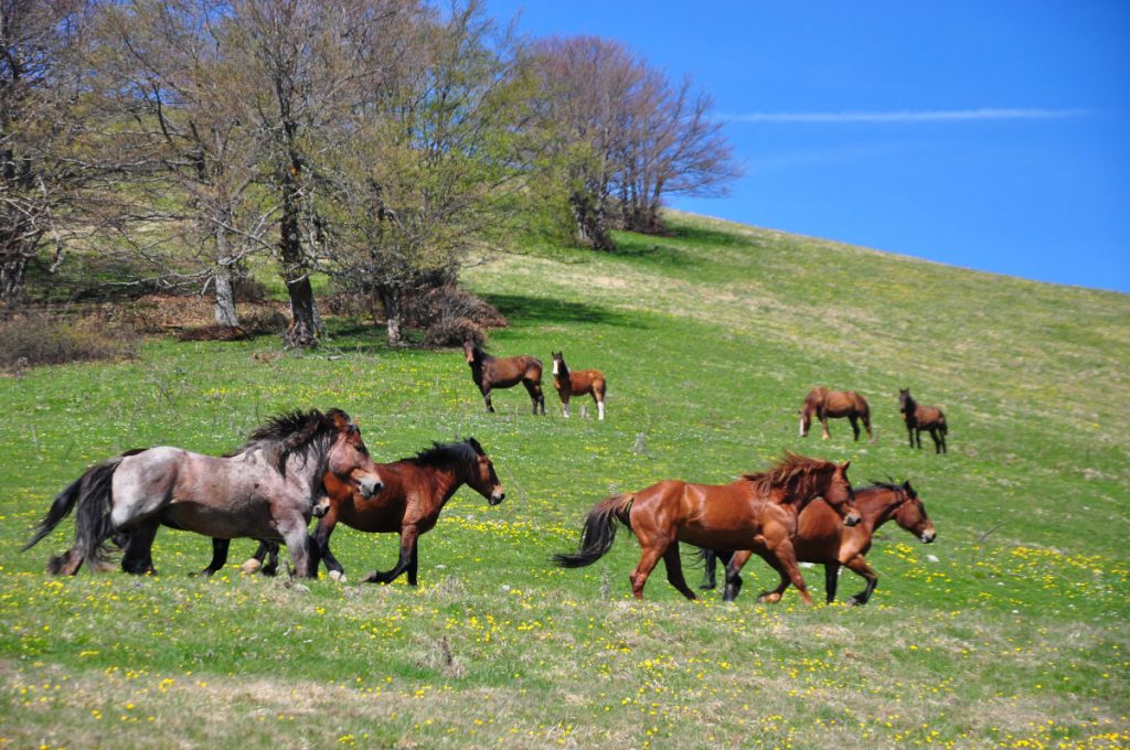 Cavalli alla Forca dei Pantani