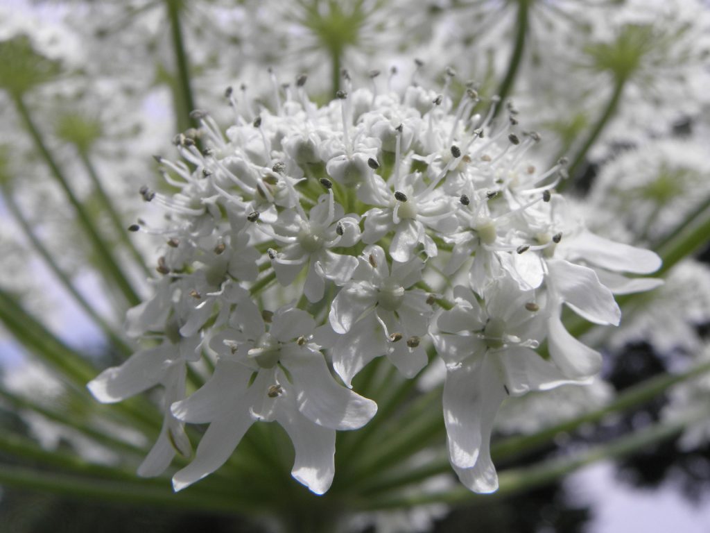 Foto Wikimedia Commons @Rob Hille