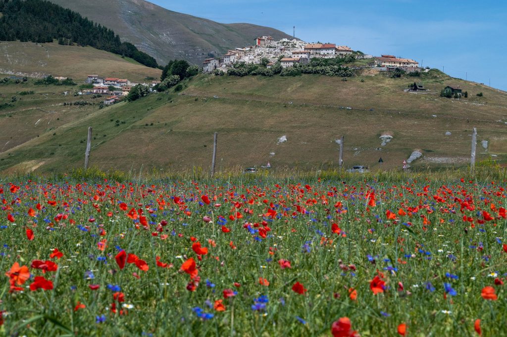 Fioritura 2021 - Foto Francesco Patacchiola
