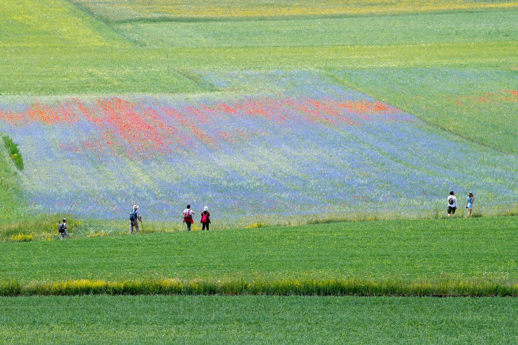Fioritura 2021 -  Foto Francesco Patacchiola