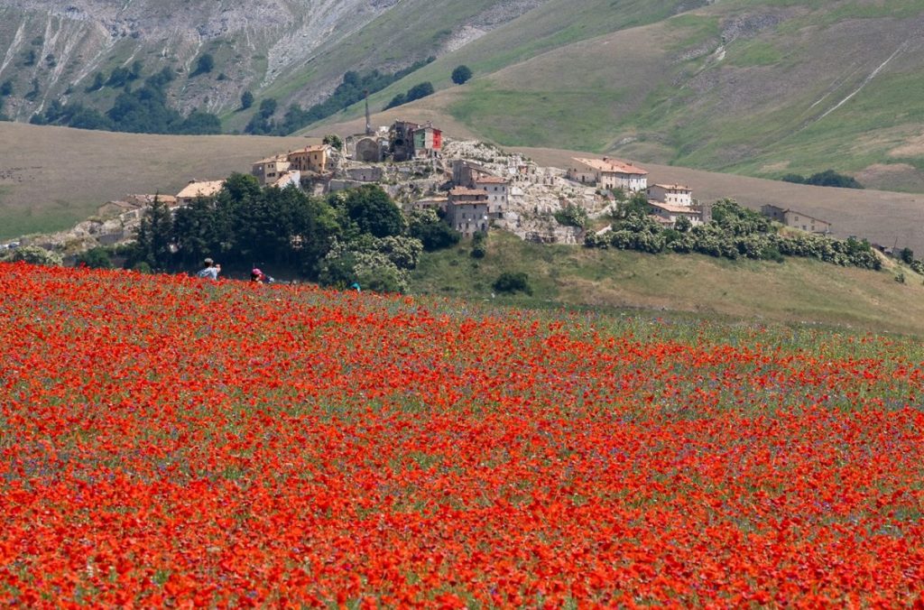 fioritura, castelluccio di norcia