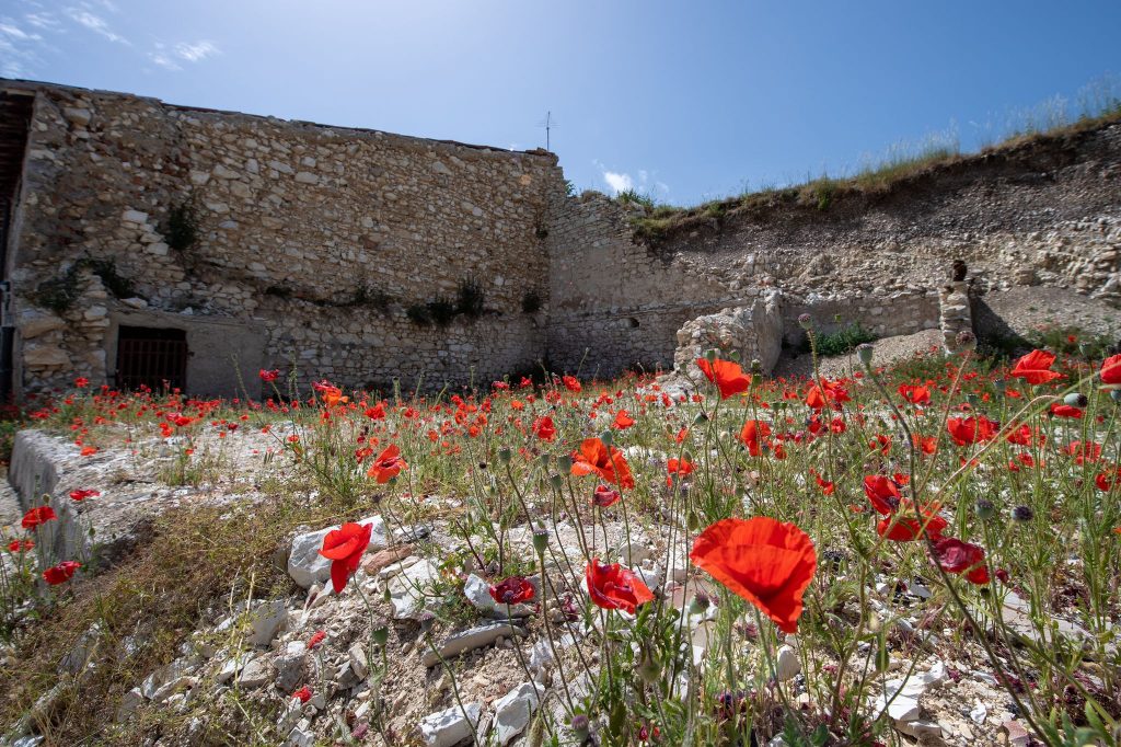 Papaveri tra le macerie di Castelluccio - Foto Francesco Patacchiola