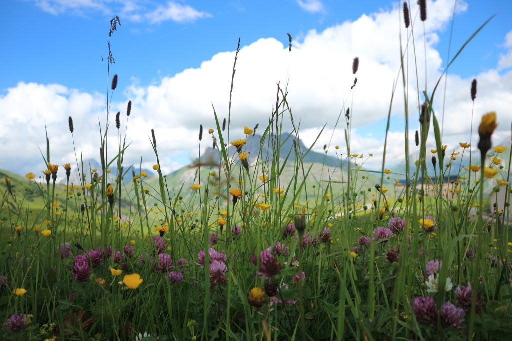 Foto Elsemargriet @Pixabay 