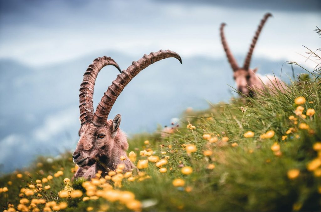 stambecchi, alpi marittime, citizen science