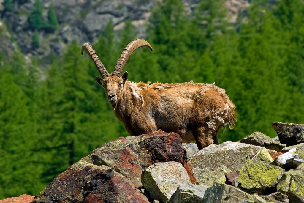 Stambecco - Foto Sergio Cerrato - Italia @Pixabay
