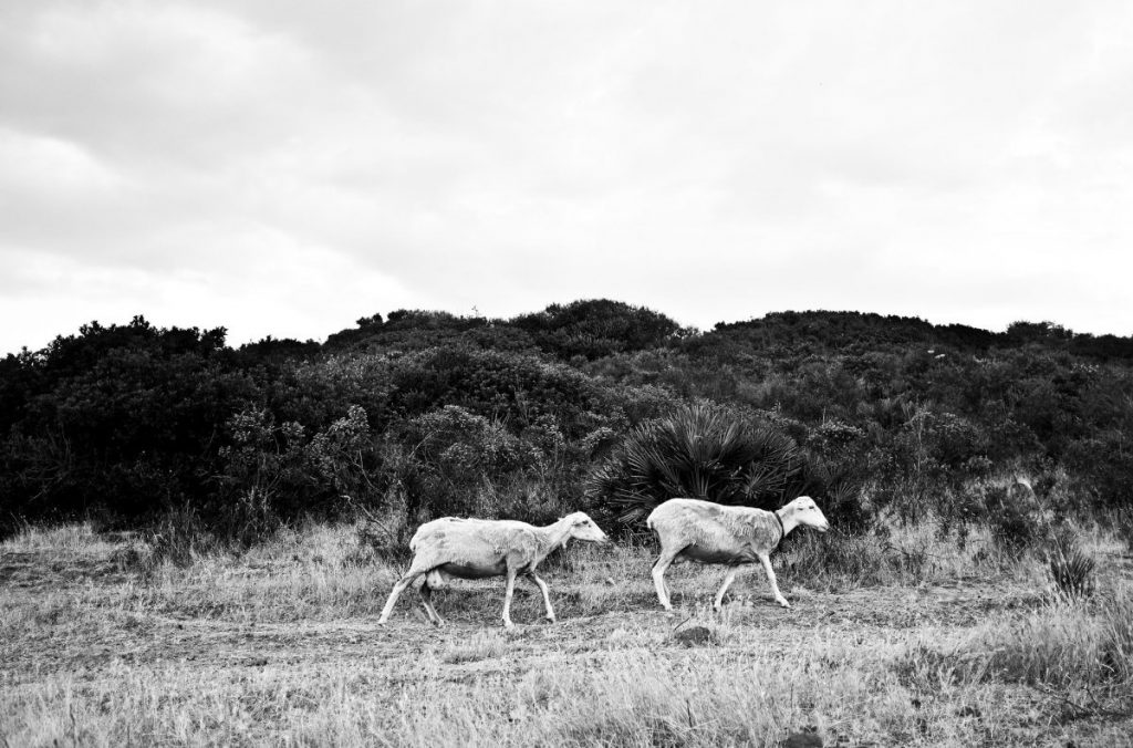 sardegna, pastori