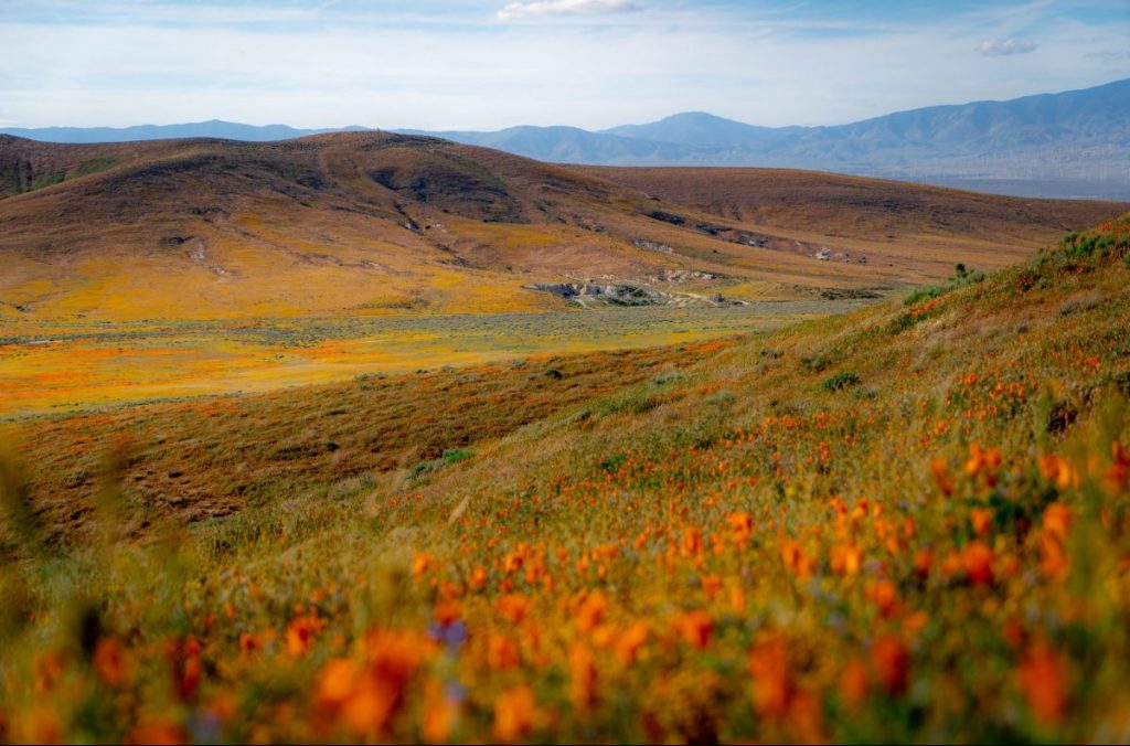 valli, fiori, antelope valley