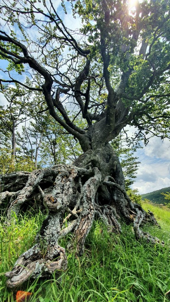Albero Monte Barigazzo (Parma), foto di Maria Chiara Valenti IG kikka.unkempt, credit Alberi in Cammino