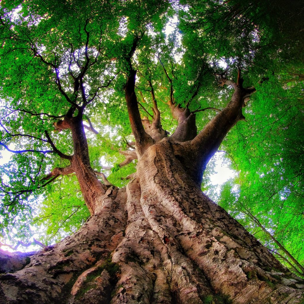 Il Grande Faggio, Monte Caio, Tizzano Val Parma (PR), ph. Alberto Zinelli, Apocromatico, credit Alberi in Cammino