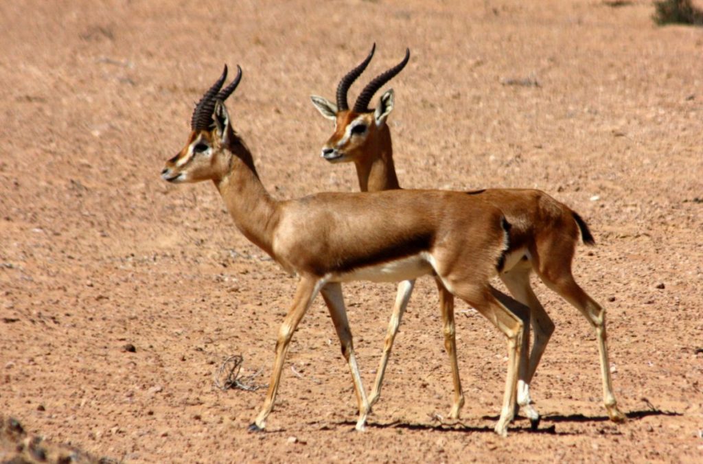 gazzelle di montagna, turchia