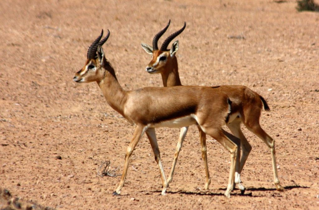 gazzelle di montagna, turchia