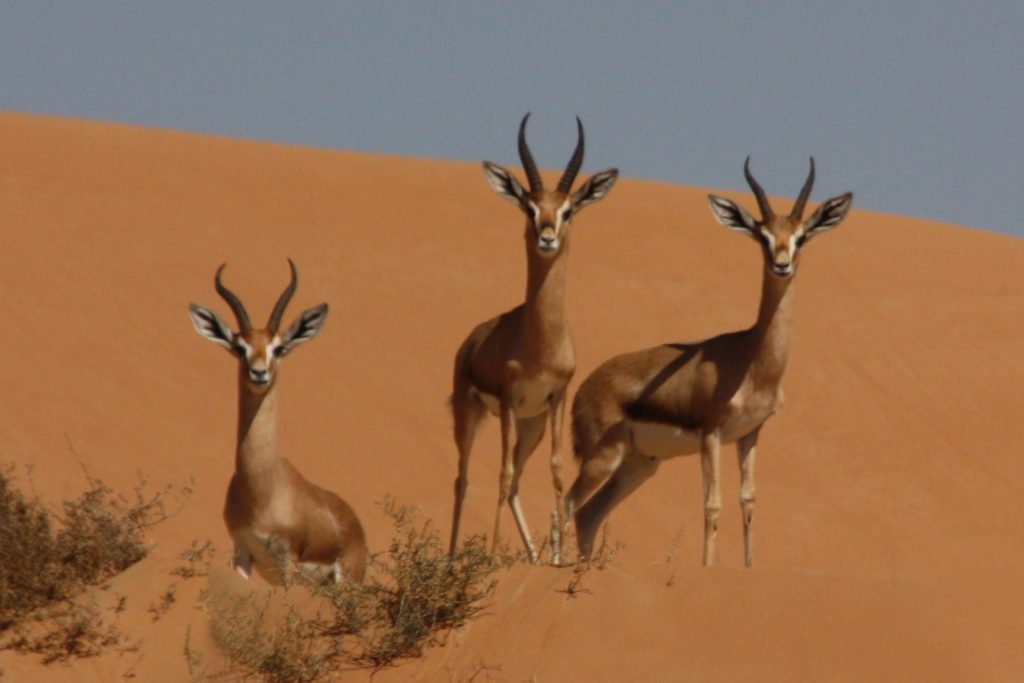 Gazzella gazzella, Dubai Desert Conservation Reserve, UAE - Foto Wikimedia Commons @Charles Sharp