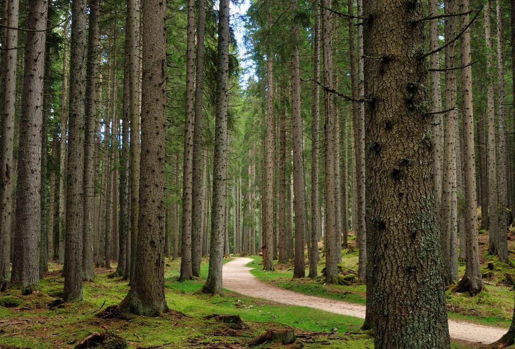 Un tratto del facile sentiero
che si addentra nella foresta
*di Paneveggio. A sinistra, l’ex casa cantoniera di Passo Rolle, nel cuore del Parco naturale Paneveggio Pale di San Martino.
