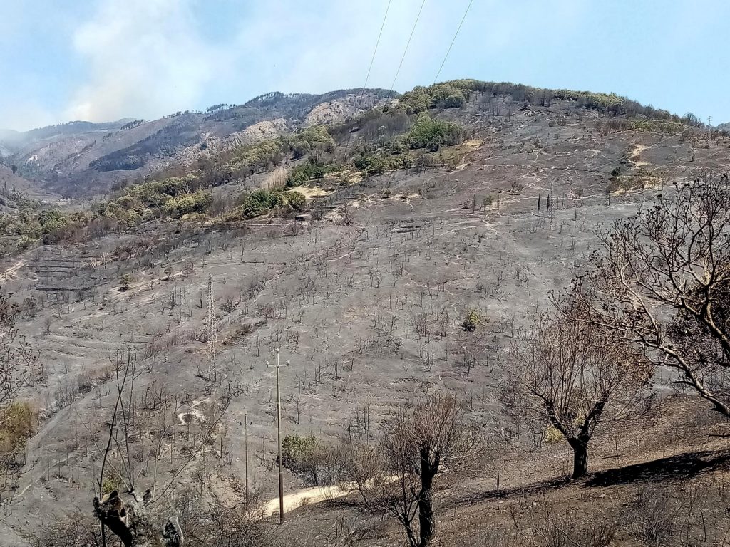 Roccaforte del Greco, azienda Saccà 