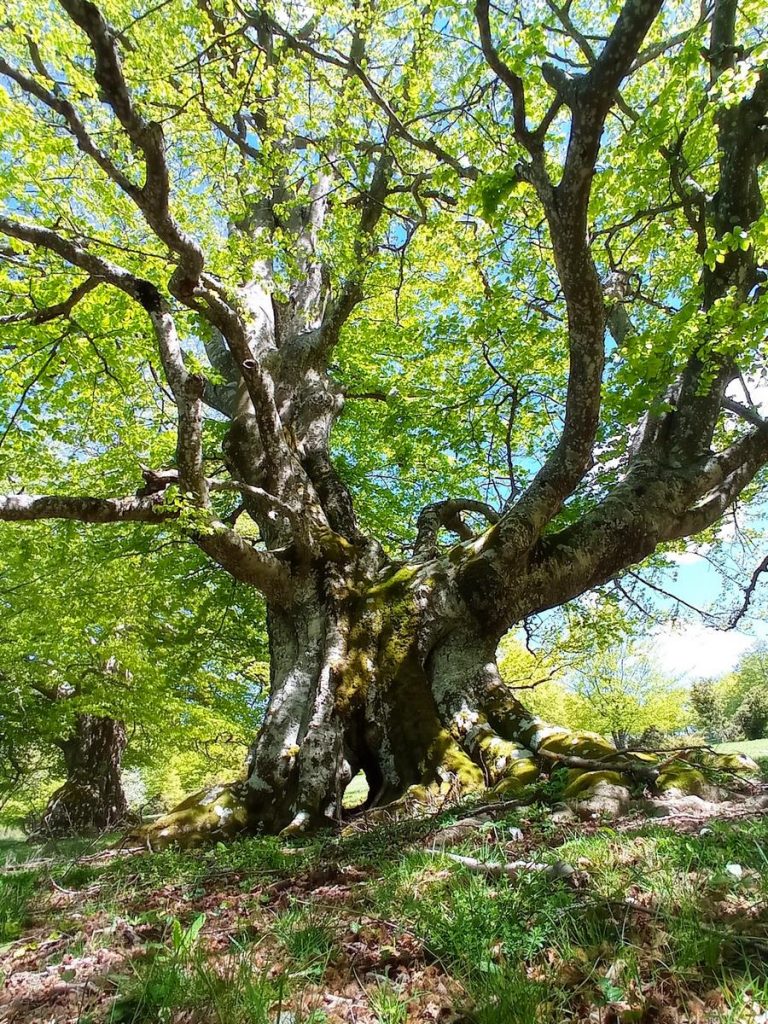 Uno dei faggi secolari del Monte Barigazzzo a Varsi (PR)