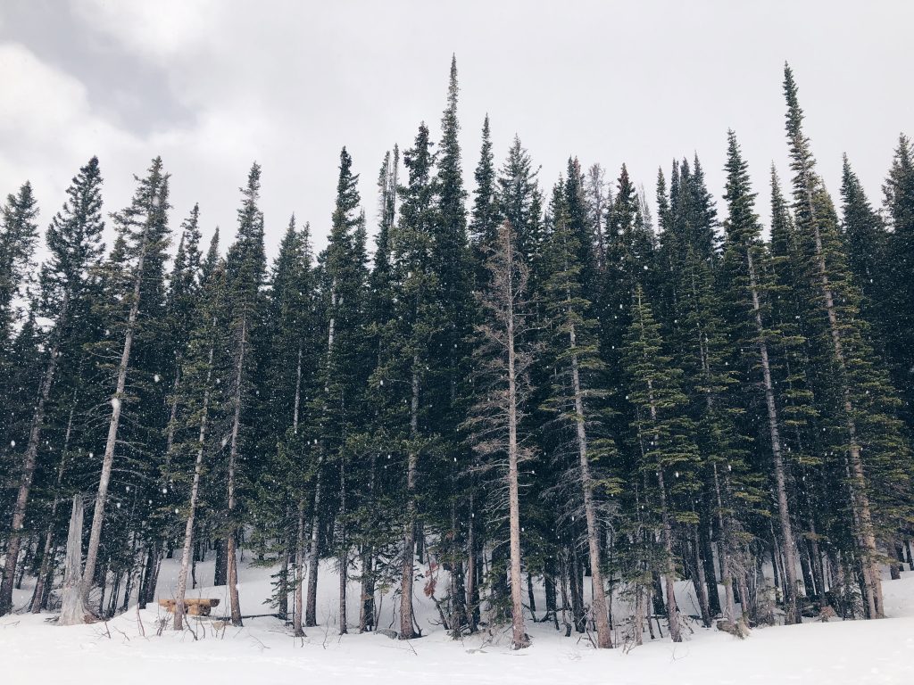 Foresta di conifere Nord America - Foto Hailey Reed @Unsplash