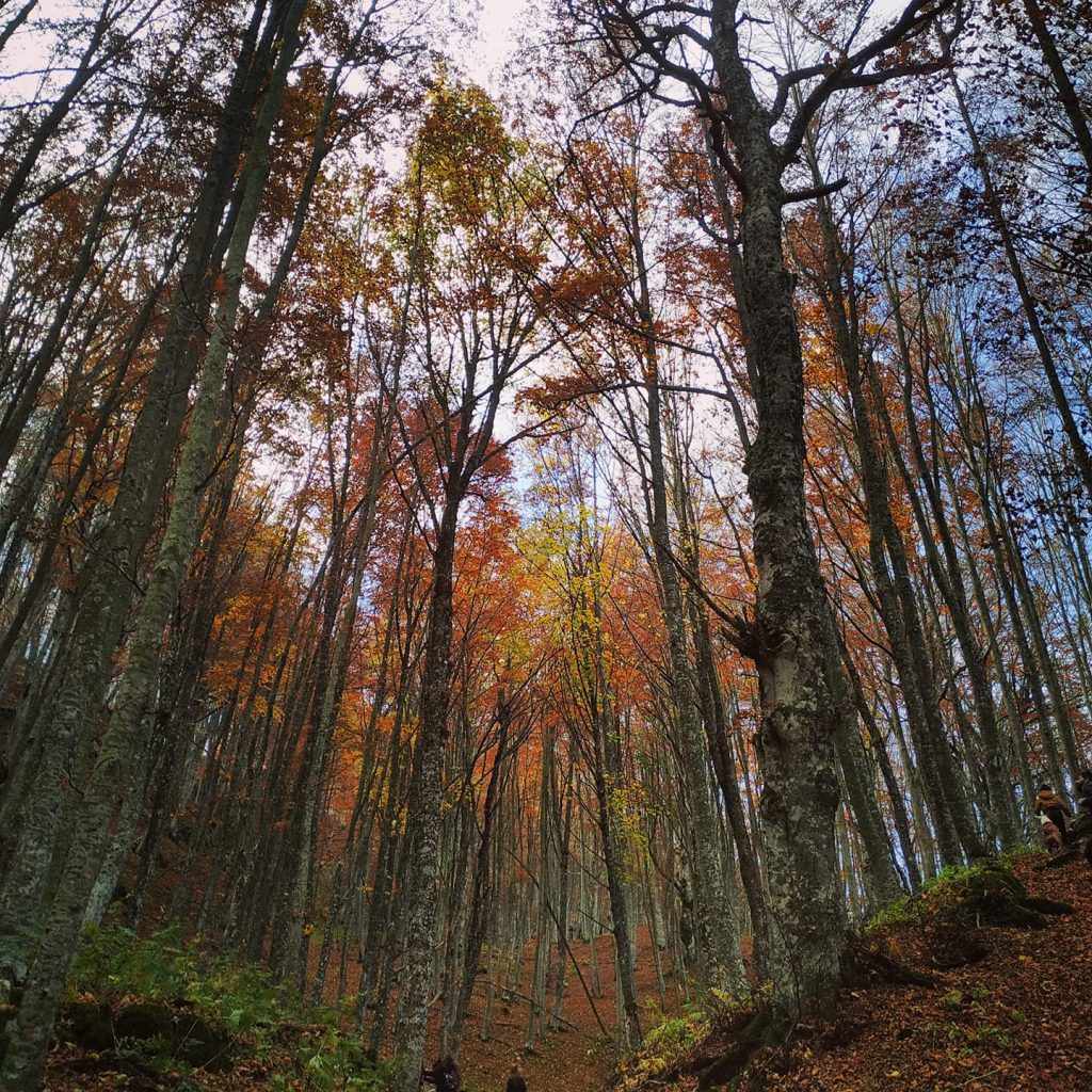 Faggeta di Pianacquadio - Foto FB Parco Sasso Simone e Simoncello