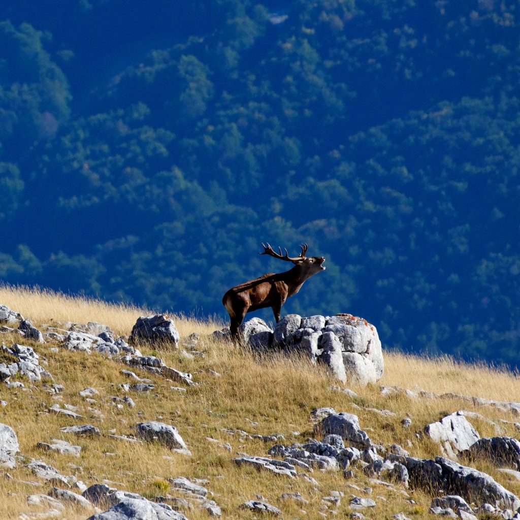 Cervo che bramisce - Foto FB PNALM