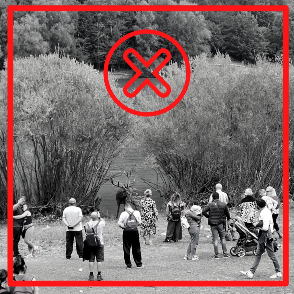 Non infastidire i cervi in amore - Foto FB PNALM