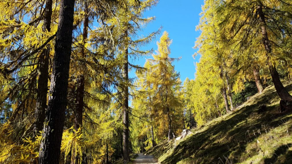 Autunno nel Parco dello Stelvio