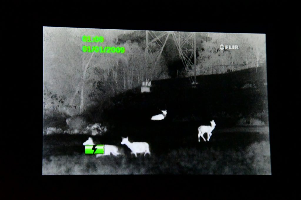 Osservazione notturna di cervi con una termocamera