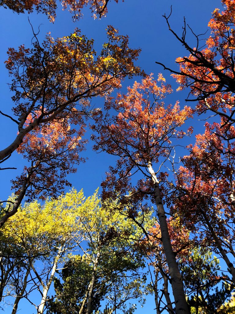 Foto Backroad Packers @Unsplash
