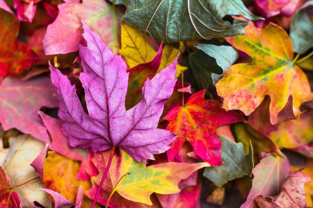 Foglie d'autunno - Foto StockSnap @Pixabay