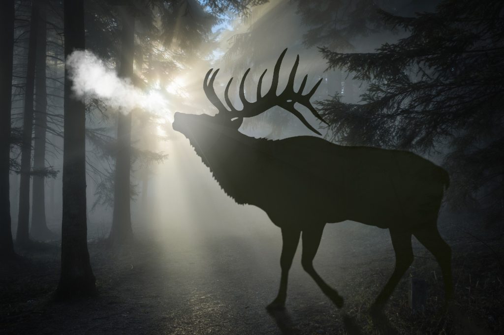 Bramito - Foto rottonara @Pixabay 