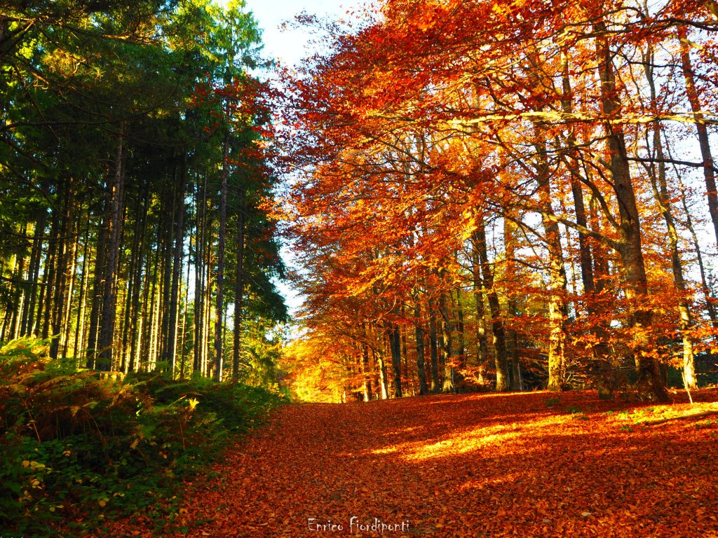 Autunno sulla Montagna Fiorentina - Foto Enrico Fiordiponti, Ecomuseo Montagna Fiorentina